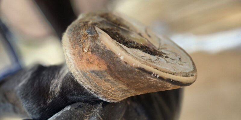 Die Stille Bedrohung Leichte Hufrehe Renegade Hoof Boots Horse Hoof die-stille-bedrohung-leichte-hufrehe-renegade-hoof-boots-horse-hoof