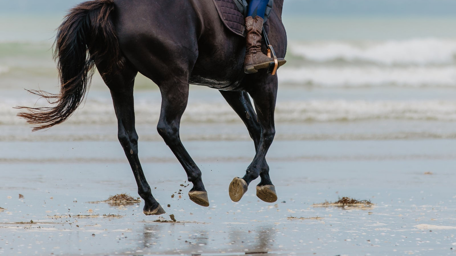 How to Transition your Horse to Barefoot Hooves