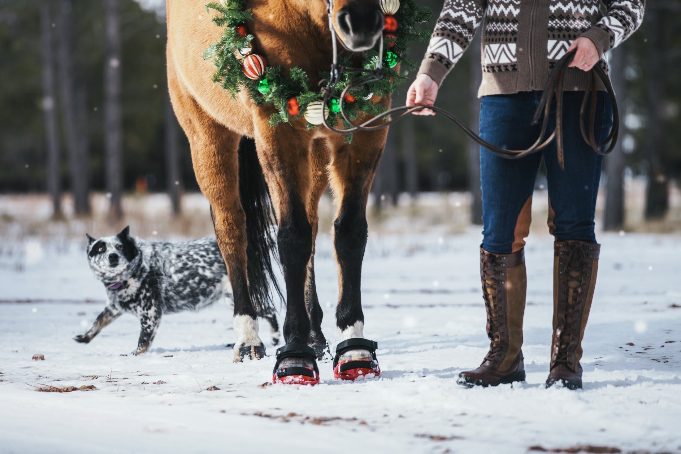 Horses hooves - How well do you know the equine hoof?