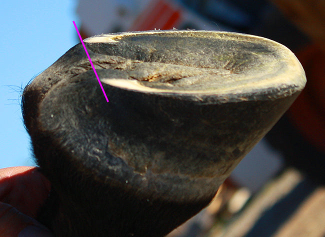 Understanding Hoof Length and the Rearmost Point of Weight Bearing