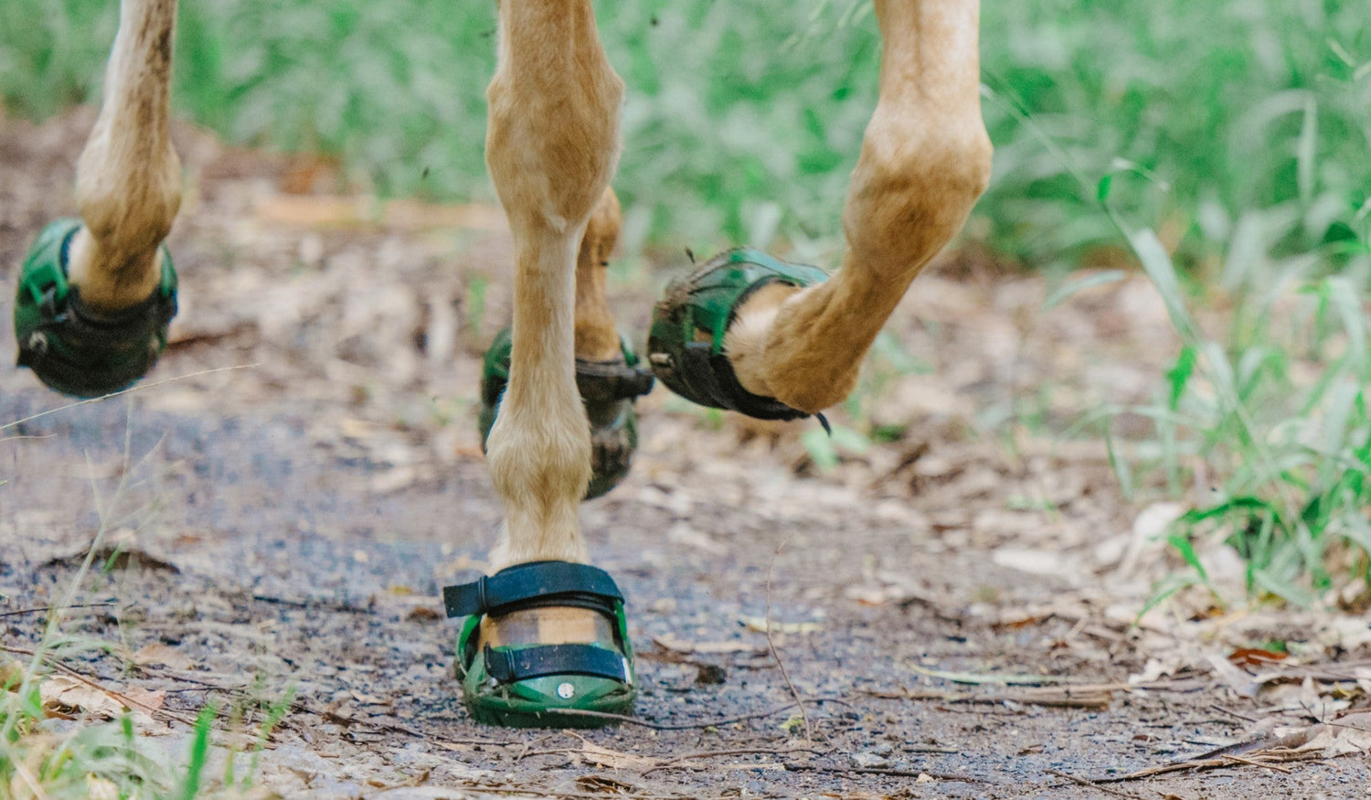 Custom Fitting your Hoof Boot with 'Shims'