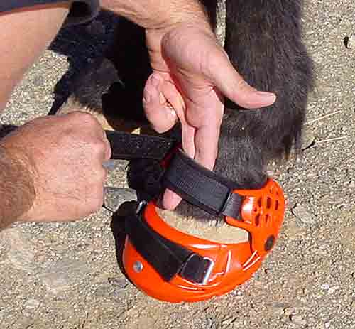 Pastern Strap & Tension Strap Length Guides