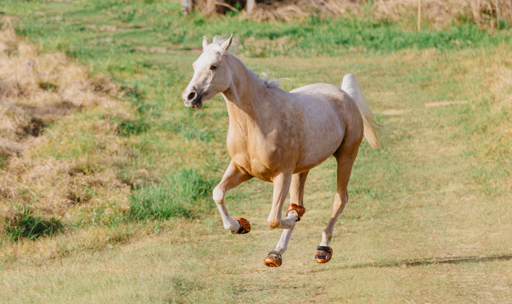 Renegades are the worlds best hoof boot. Here's why.