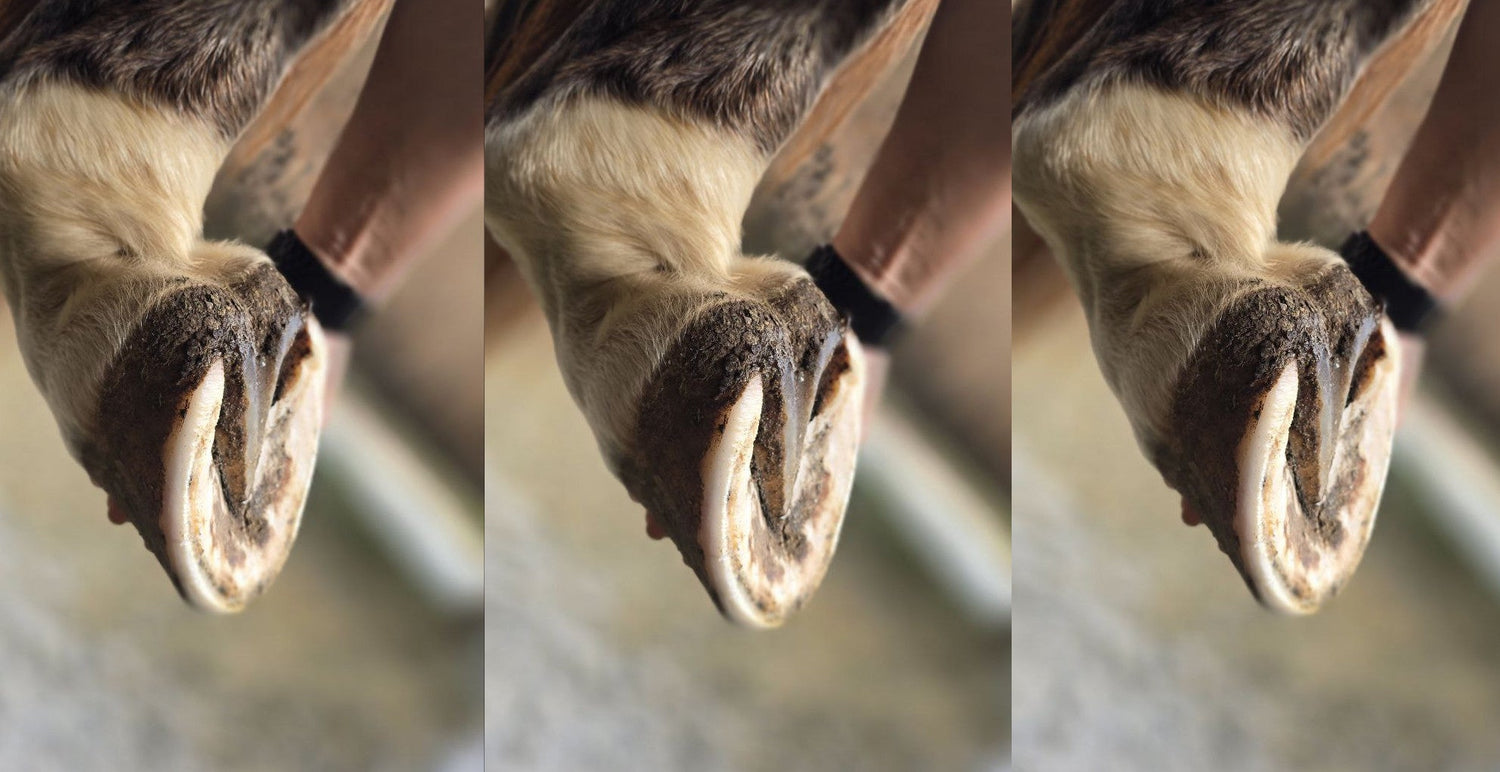 A Barefoot Trimmer explains the Transition to Barefoot Hooves