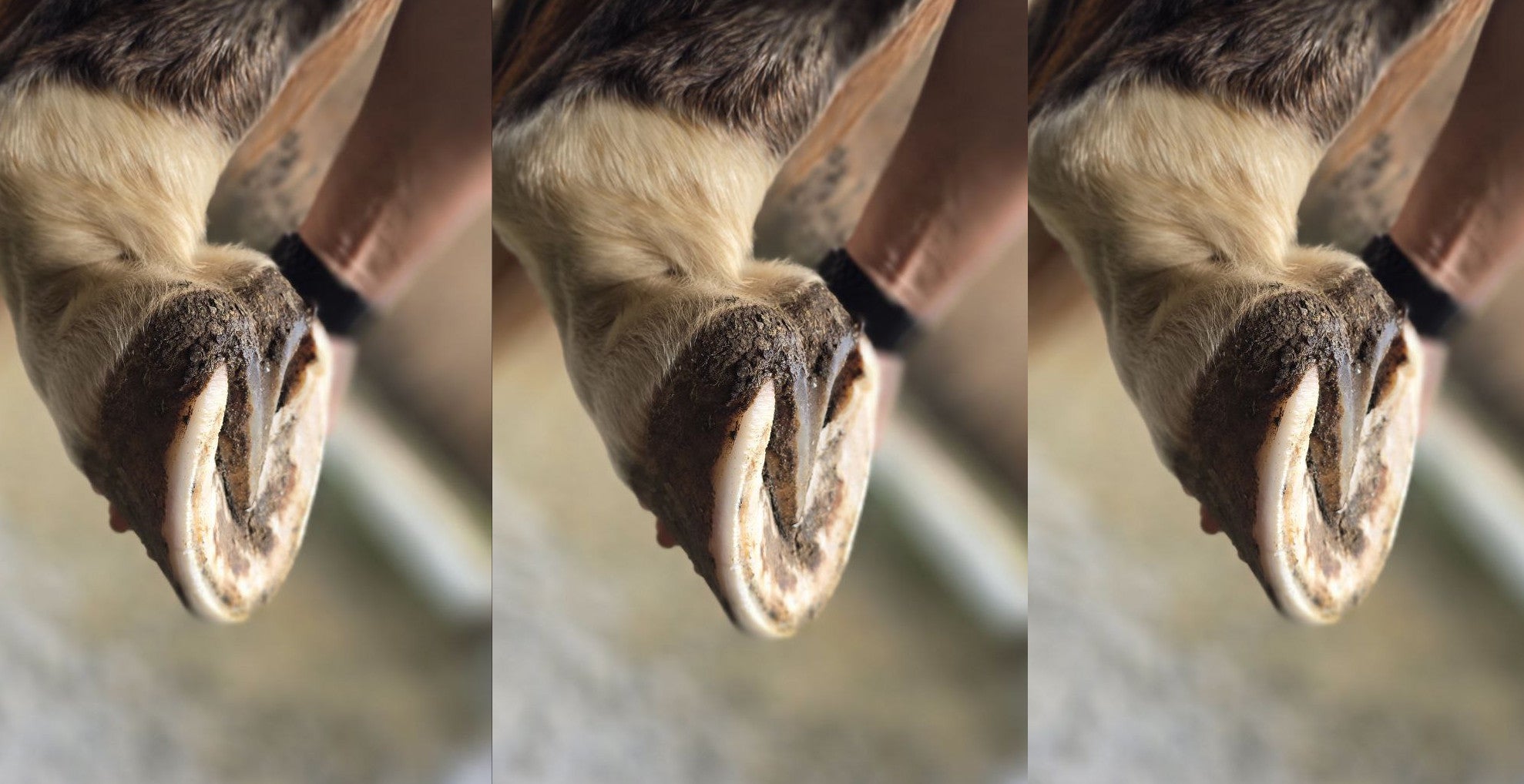 A Barefoot Trimmer explains the Transition to Barefoot Hooves