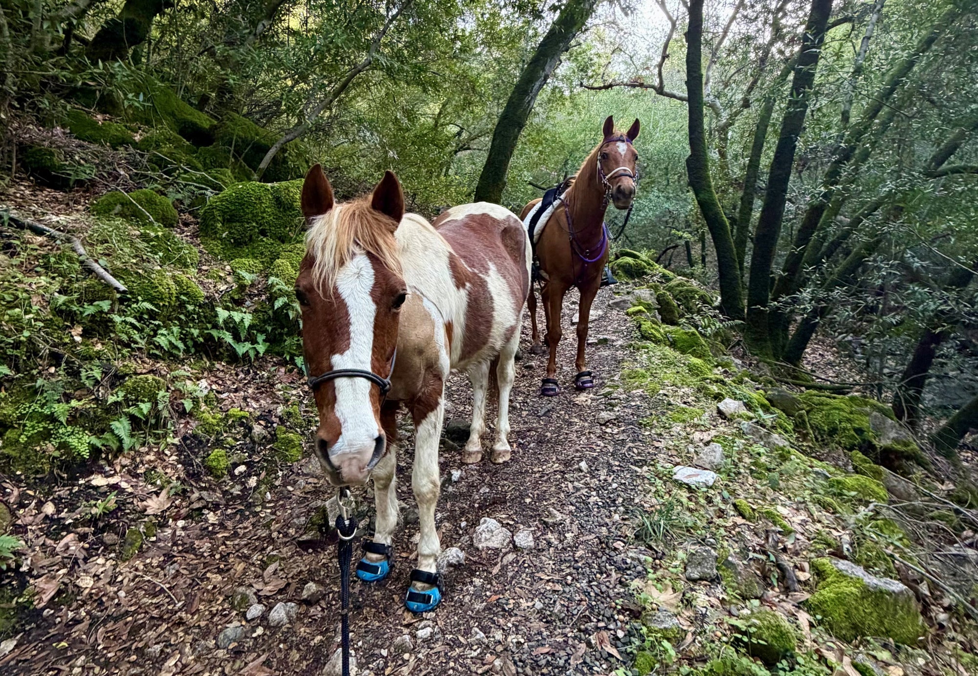 Help Us Help More Horses - Nominate an Equine Charity