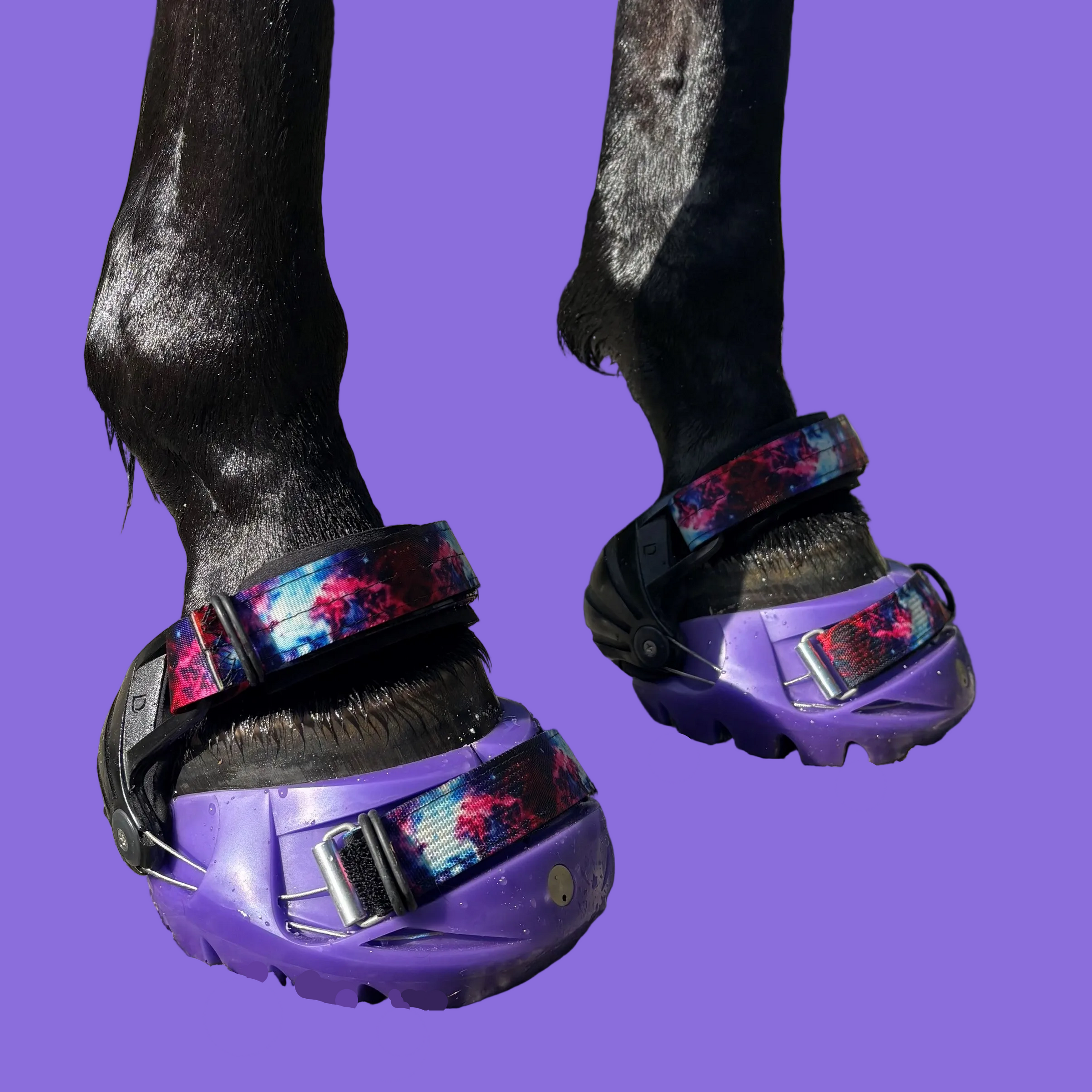 Shop Purple