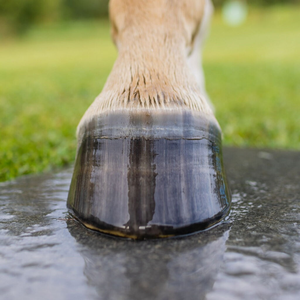 Renegade Example Renegade® Hoof Boot Sizing Request Form – Renegade Hoof Boots. Horse ...