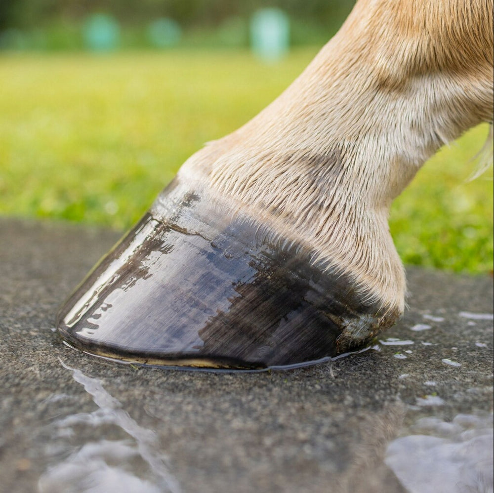 Renegade Example Renegade® Hoof Boot Sizing Request Form – Renegade Hoof Boots. Horse ...