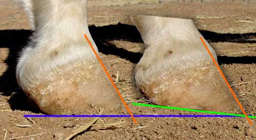 Laminitis.... not just a risk for fat ponies - Emeral Vet Group