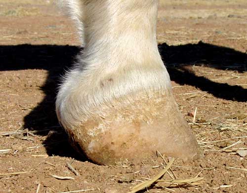 upright and clubby horse hoof