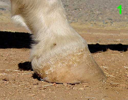 upright clubby trimmed horse hoof