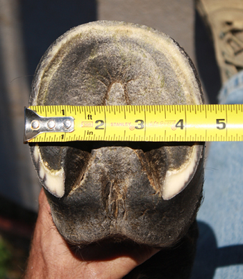 How to Measure for Renegade Hoof Boots Width