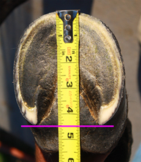 measuring for horse hoof boots